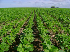 Soja: Maranhão terá 5% de aumento de área cultivada.