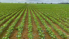 Produção Agrícola no Maranhão atinge R$ 11,4 bilhões em exportações, com destaque para soja e milho,